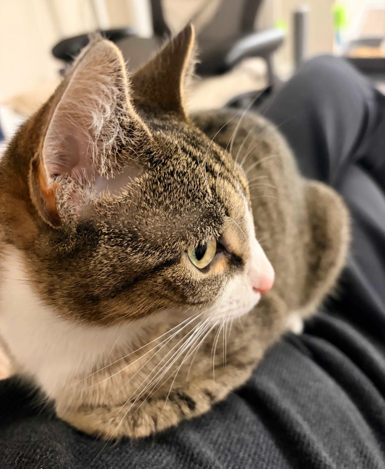 Feiyu Lu's cat